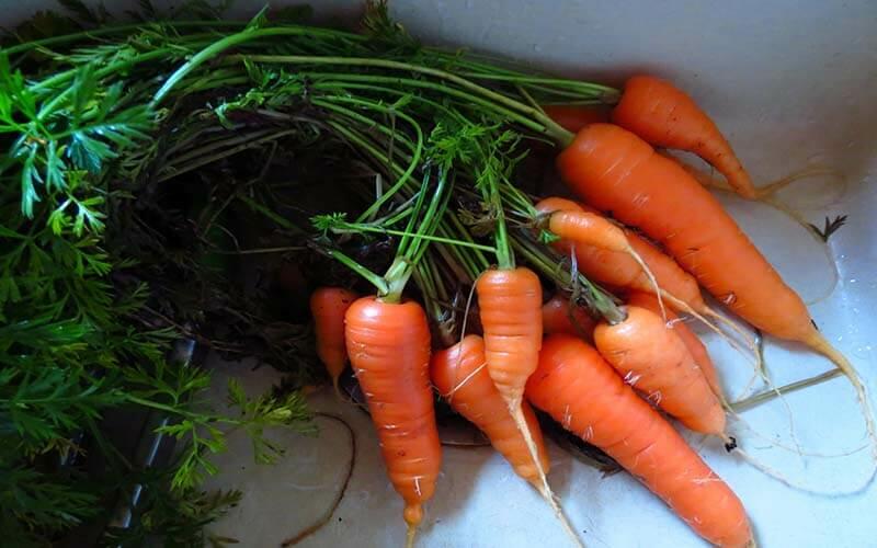 Learn more about the benefits of carrots
