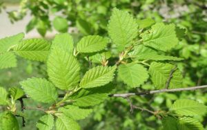 5-Surprising-Ways-Slippery-Elm-Helps-You-Feel-Your-Best