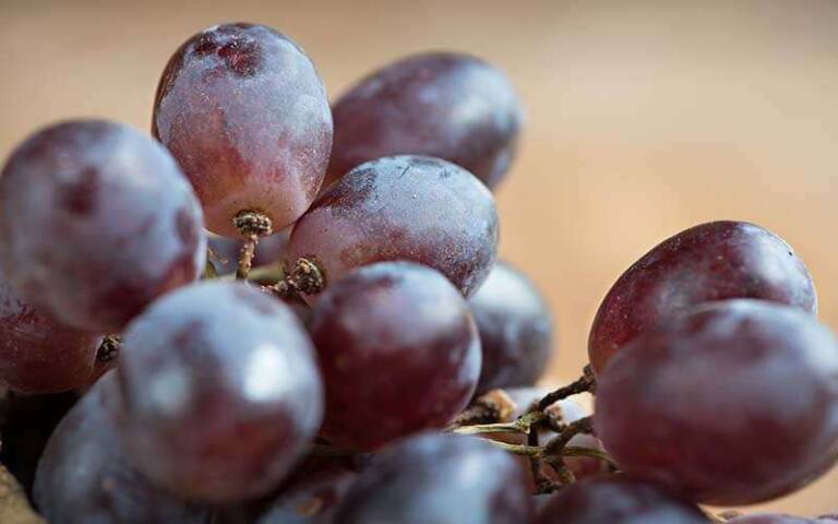 grapes-are-a-popular-fruit