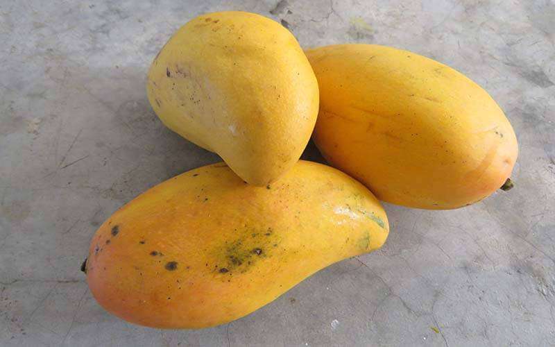 mangoes-king-of-fruits