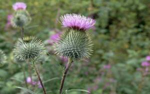 is-milk thistle-the-miracle-herb