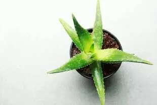 Aloe-Vera-The-Miracle-Plant-for-Healing