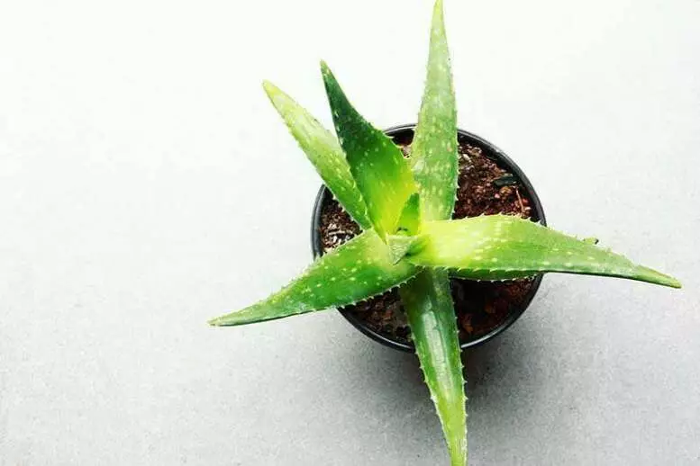 Aloe-Vera-The-Miracle-Plant-for-Healing