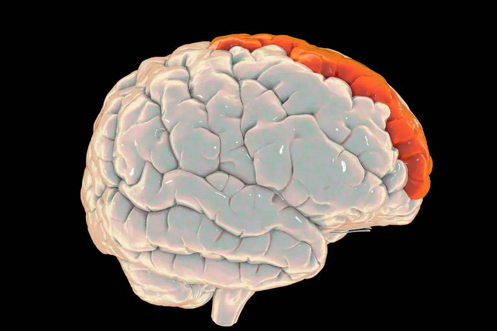 frontal cortex